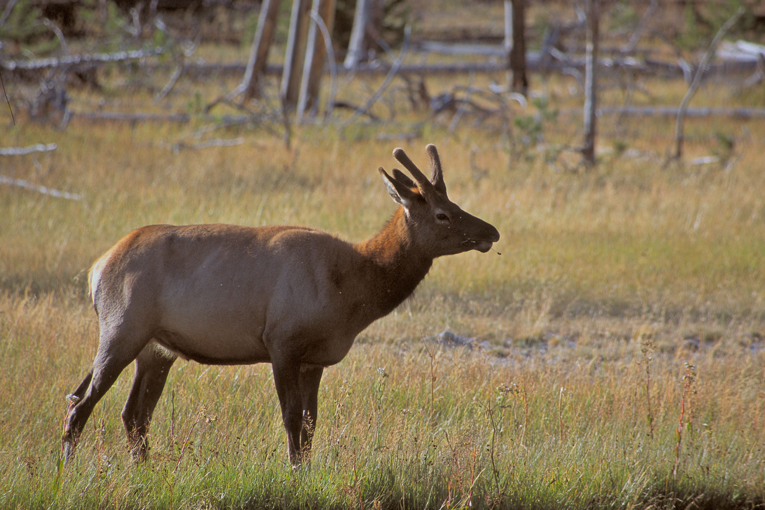 young-elk.jpg