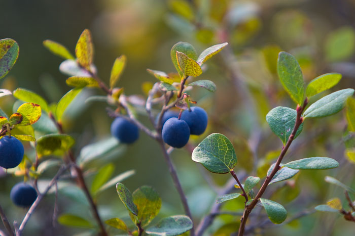Denali National Park and State Park