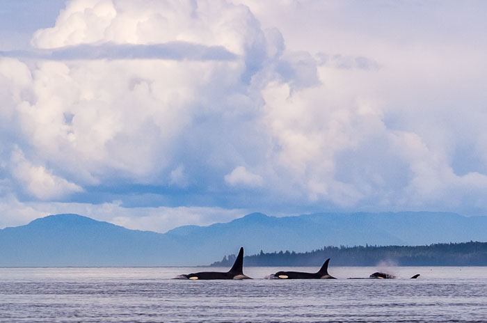 Coastal Southeast Alaska - Petersburg area