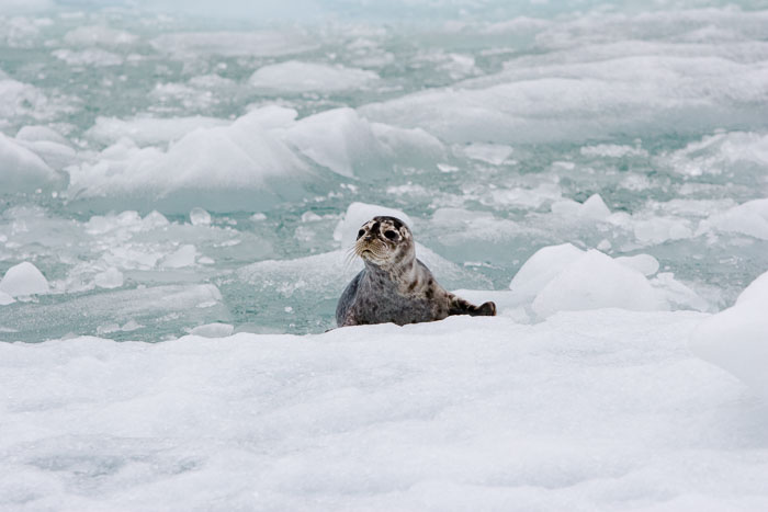 Tracy Arm - Ford's Terror Wilderness