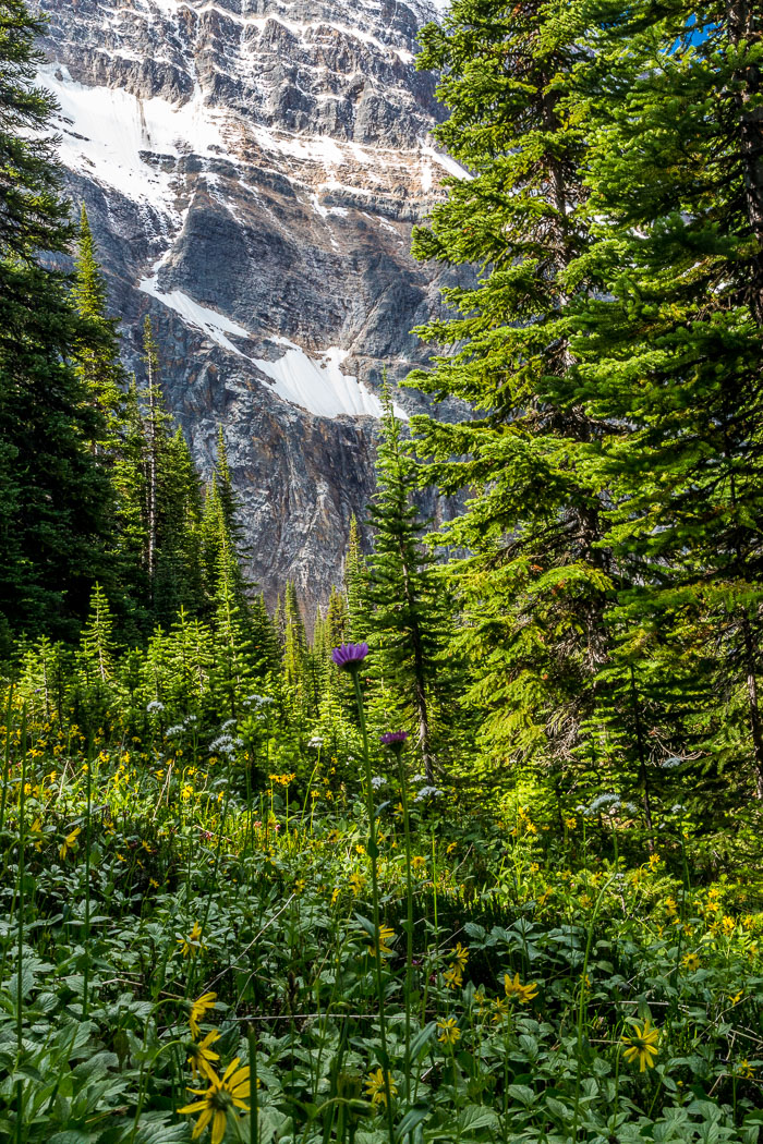 Jasper Mt. Edith Cavell Area
