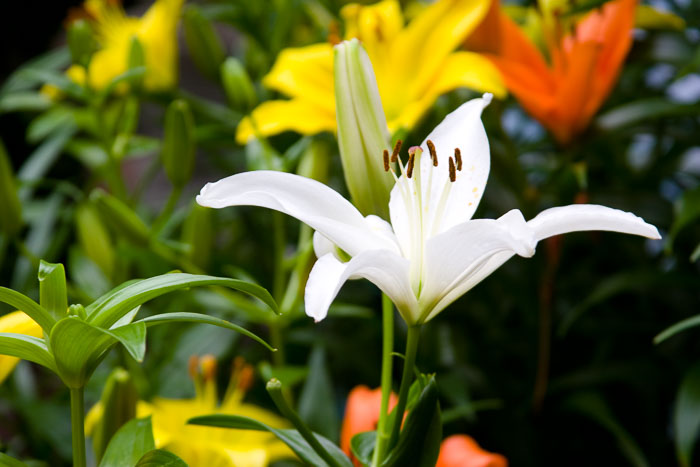 Washington DC - Monuments, Museums and Gardens