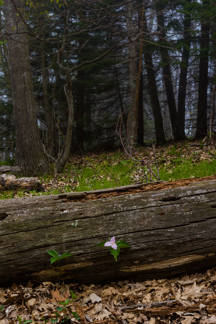 Shenandoah National Park