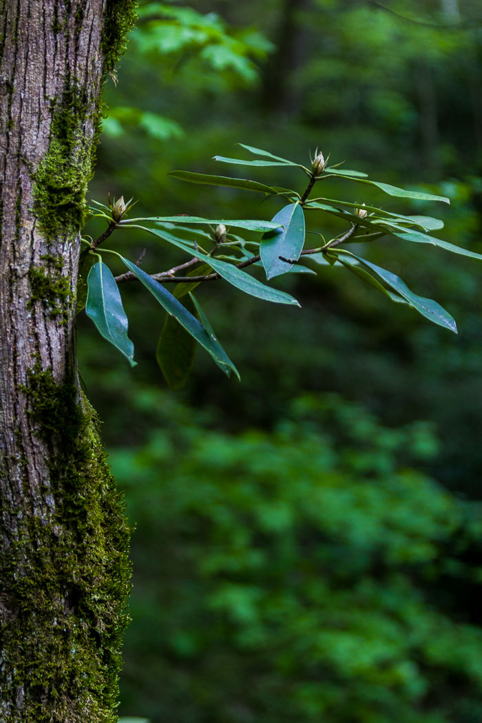 Great Smokey Mountains National Park