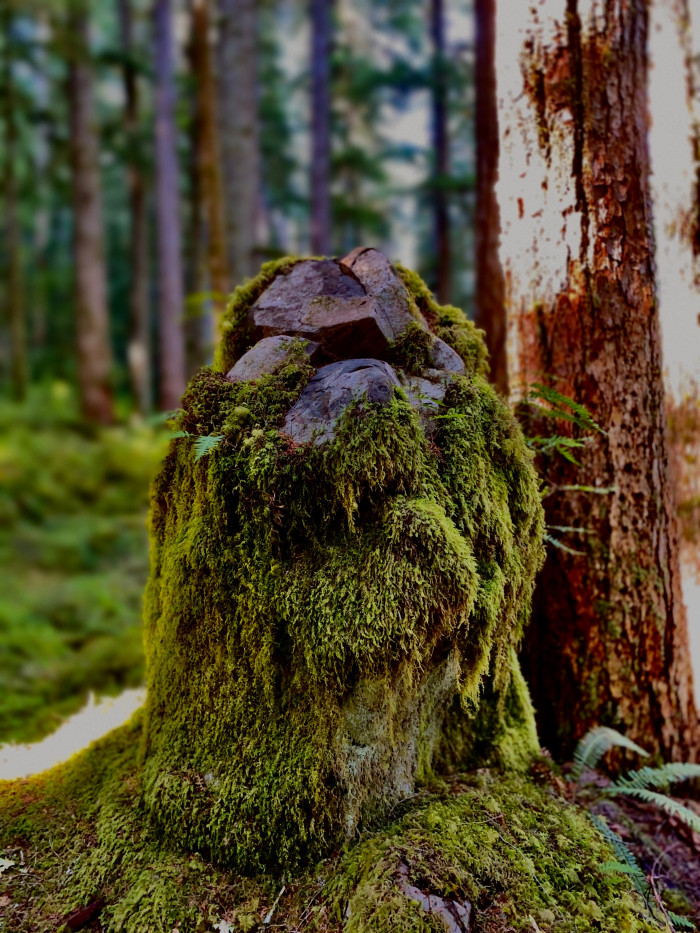 Olympic National Park
