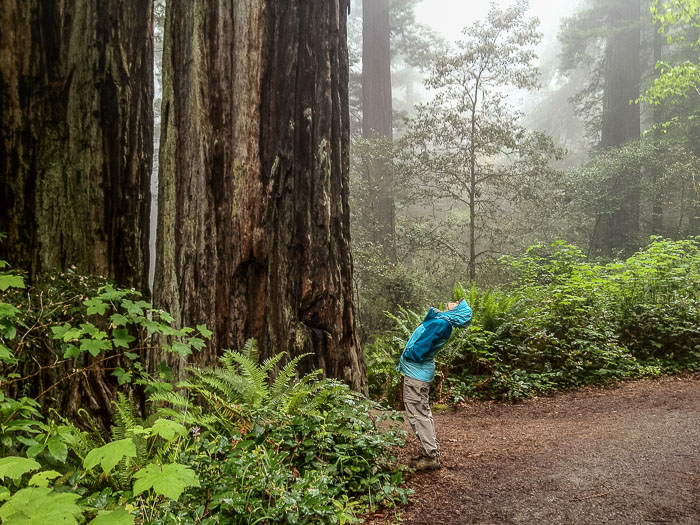 Redwoods National and State Parks