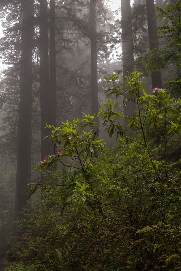 Redwoods National and State Parks