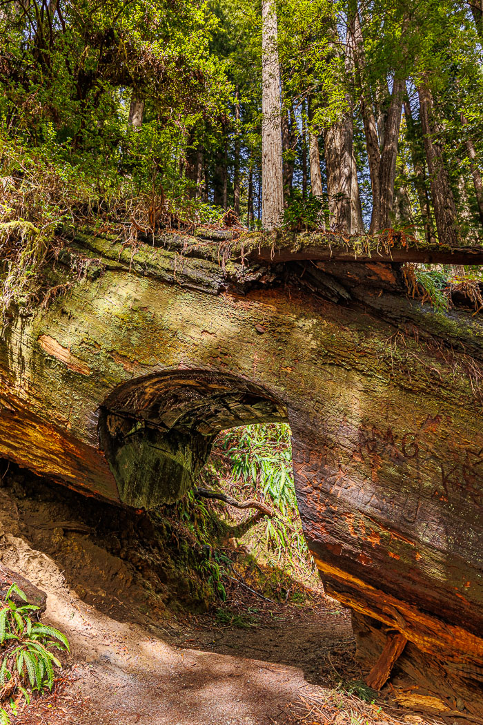 Redwoods National and State Parks