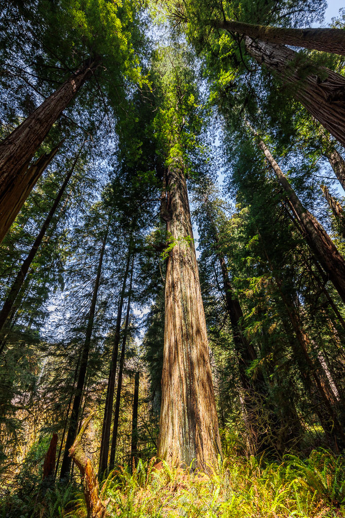 Redwoods National and State Parks