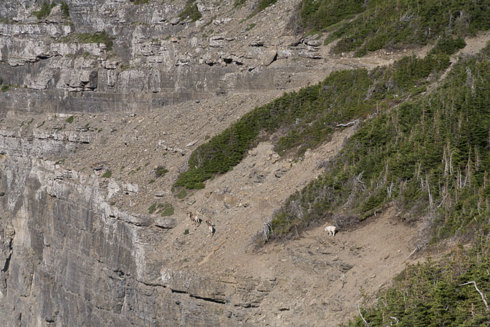 Going To The Sun Rd and Logan Pass