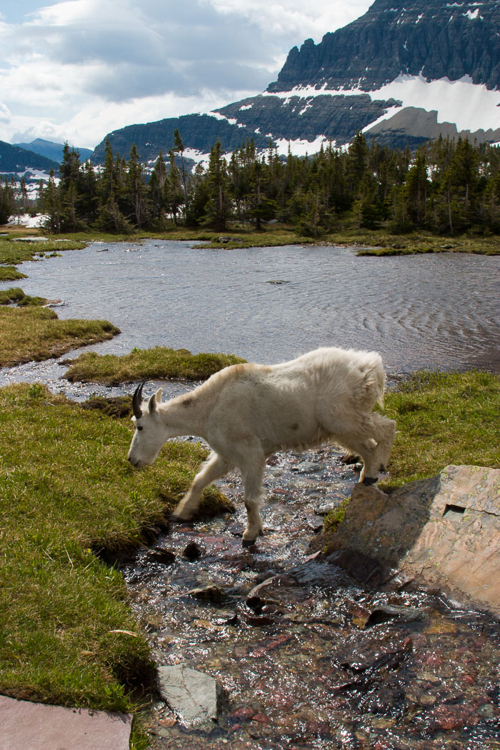 Going To The Sun Rd and Logan Pass