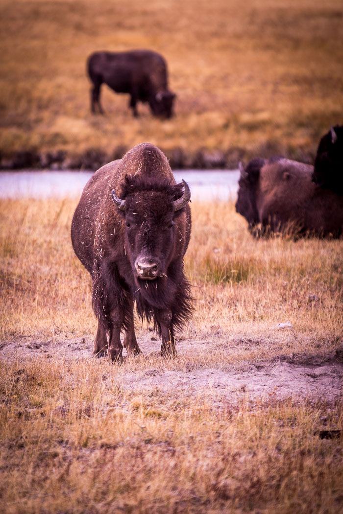 Yellowstone National Park