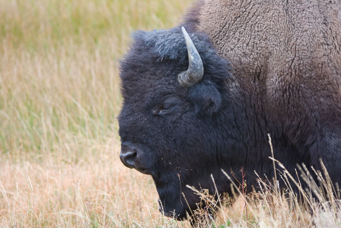 Yellowstone - Charismatic Megafauna