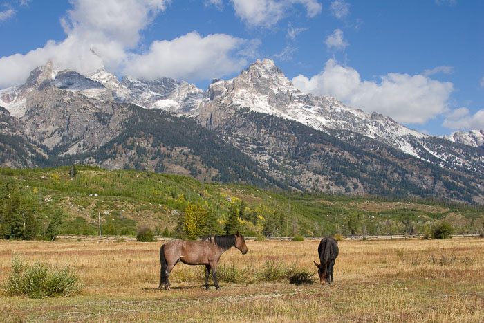 Yellowstone - Charismatic Megafauna
