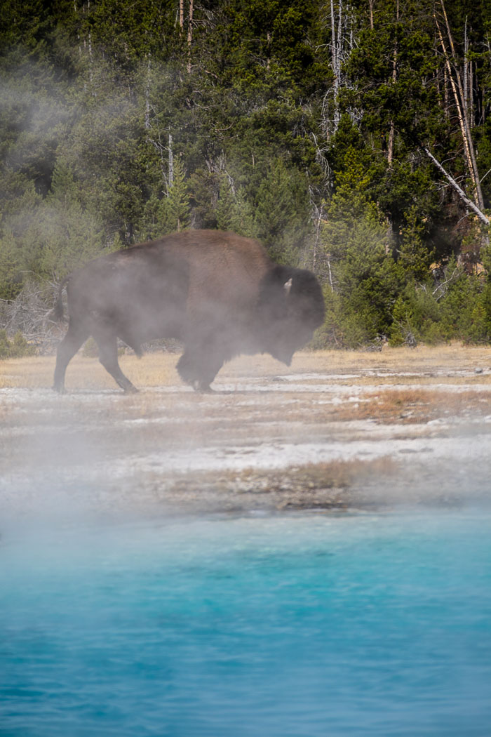 Yellowstone - Charismatic Megafauna