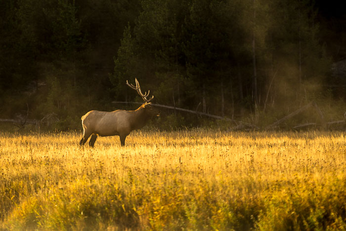 Yellowstone - Charismatic Megafauna Yellowstone - Charismatic Megafauna