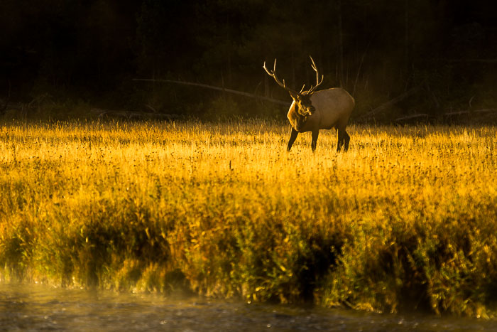Yellowstone - Charismatic Megafauna Yellowstone - Charismatic Megafauna