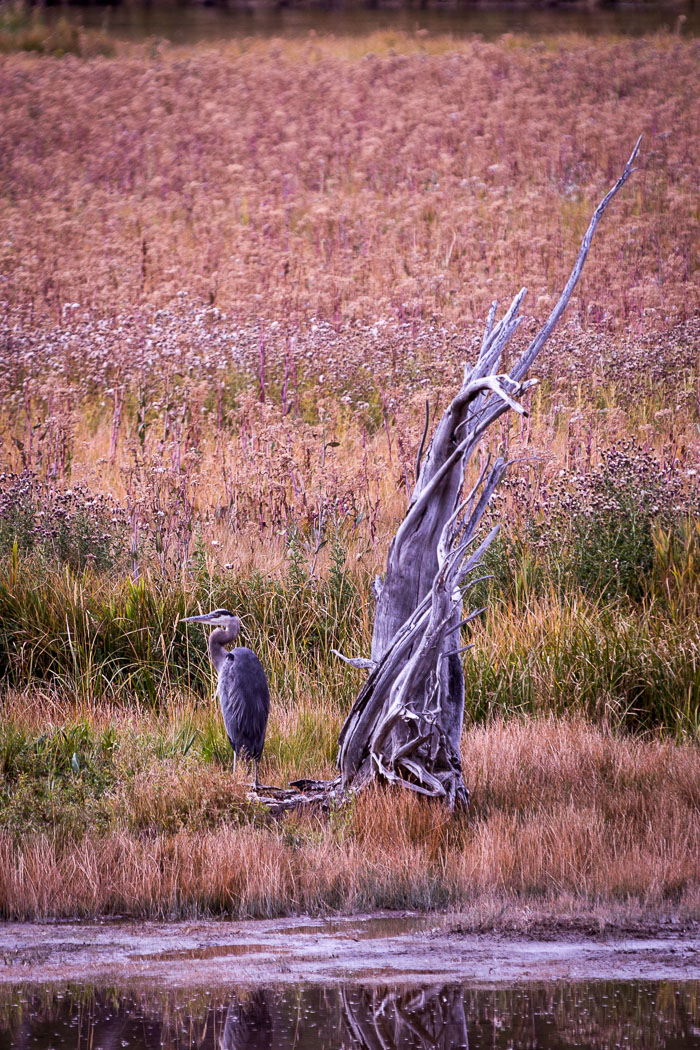 Yellowstone - Charismatic Megafauna