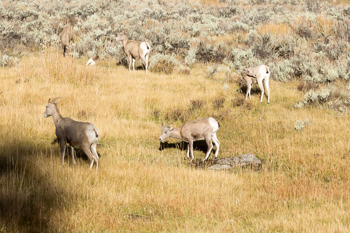 Yellowstone - Charismatic Megafauna Yellowstone - Charismatic Megafauna