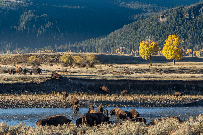 Yellowstone - Charismatic Megafauna