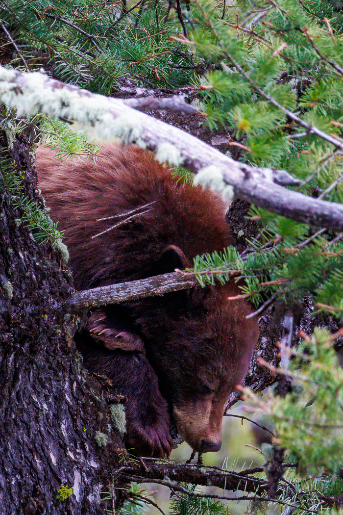 Yellowstone - Charismatic Megafauna