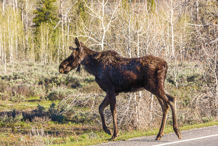 Yellowstone - Charismatic Megafauna