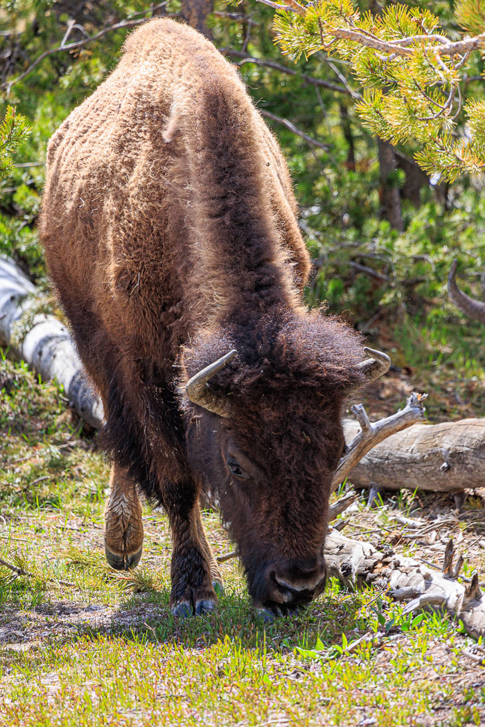 Yellowstone - Charismatic Megafauna Yellowstone - Charismatic Megafauna