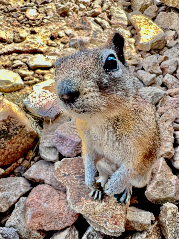 Yellowstone - Charismatic Megafauna