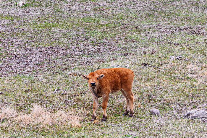 Yellowstone - Charismatic Megafauna Yellowstone - Charismatic Megafauna
