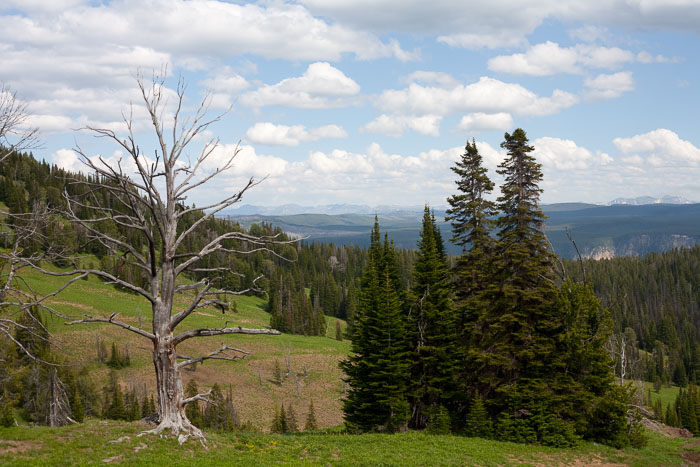 Yellowstone Scenics Yellowstone Scenics