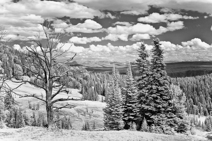 Yellowstone Scenics