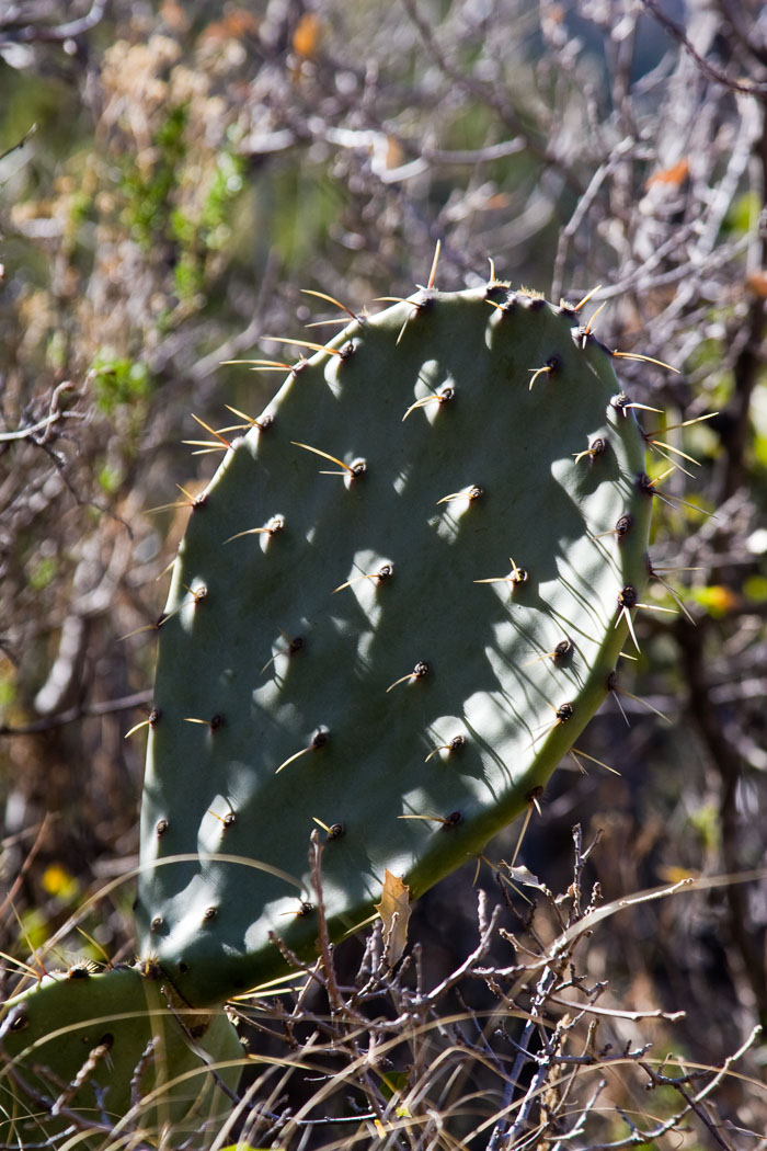 Big Bend National Park