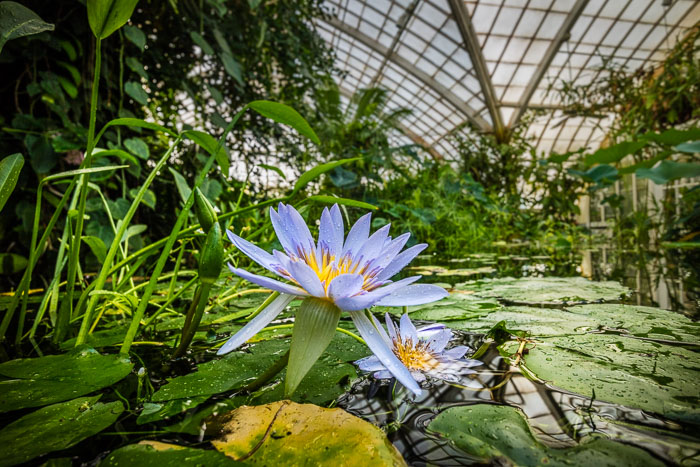 Conservatory of flowers