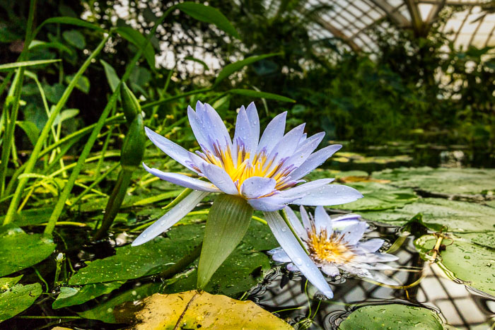 Conservatory of flowers