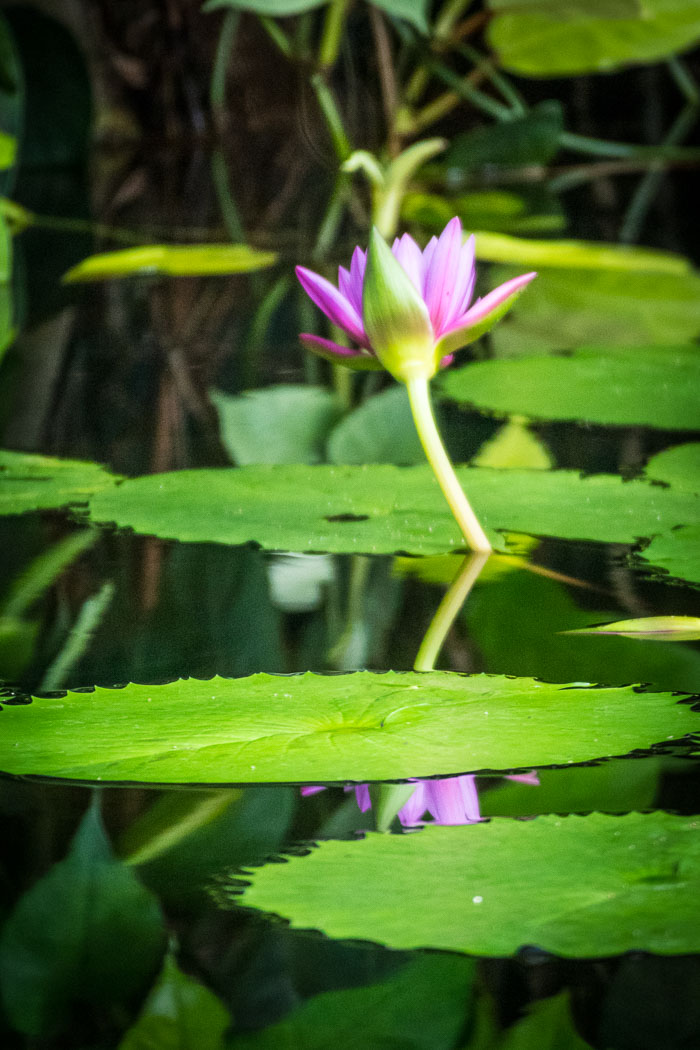 Conservatory of flowers