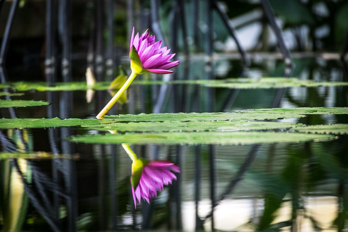 Conservatory of flowers