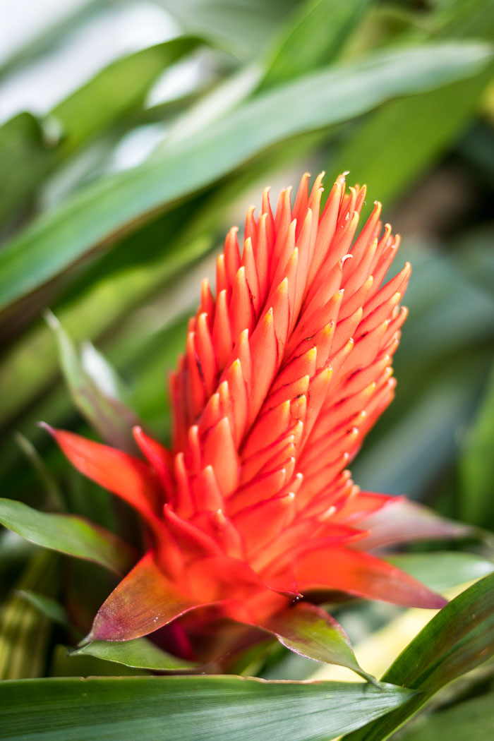 Conservatory of flowers