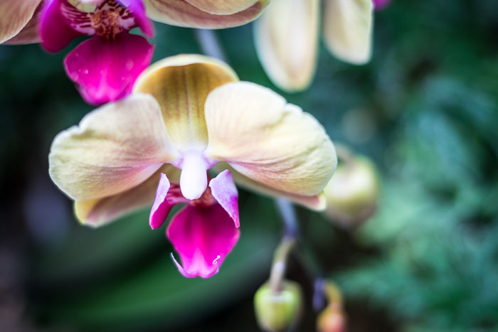 Conservatory of flowers