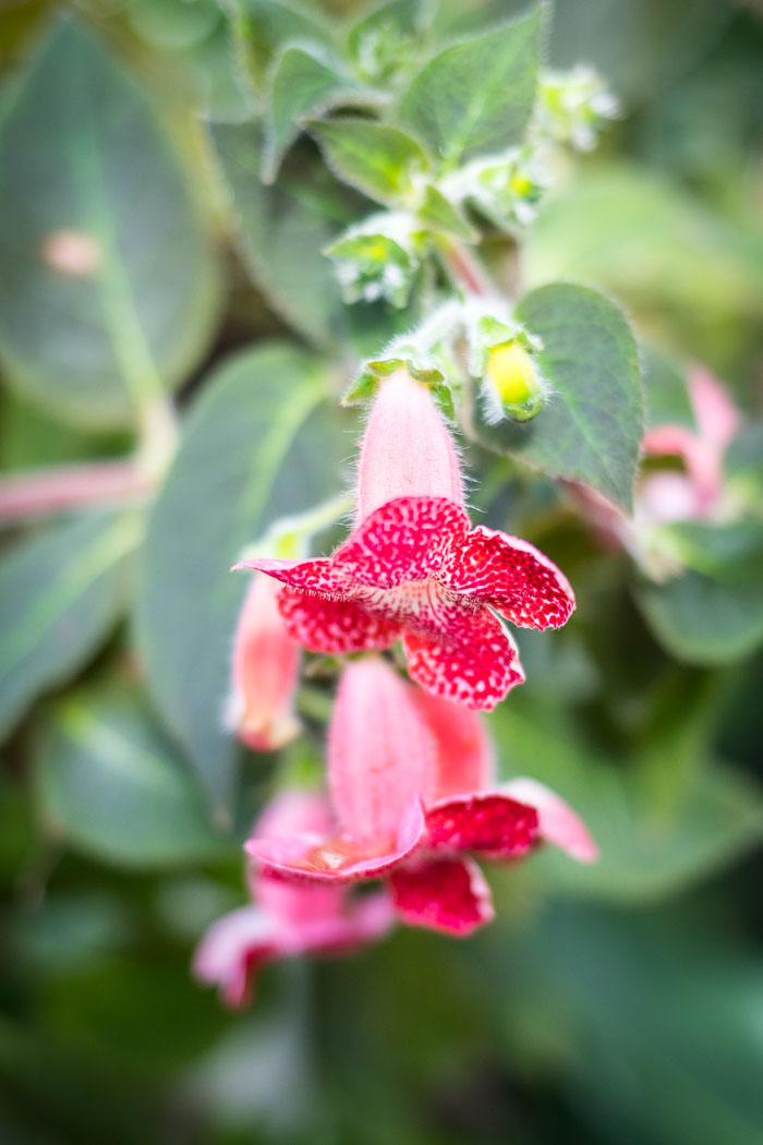 Conservatory of flowers
