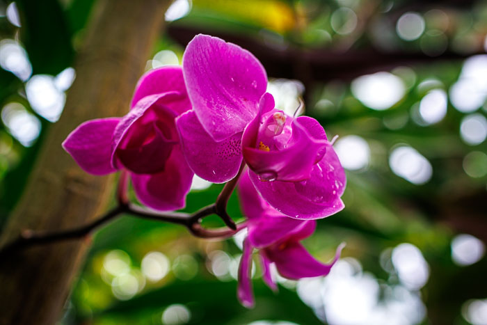 Conservatory of flowers