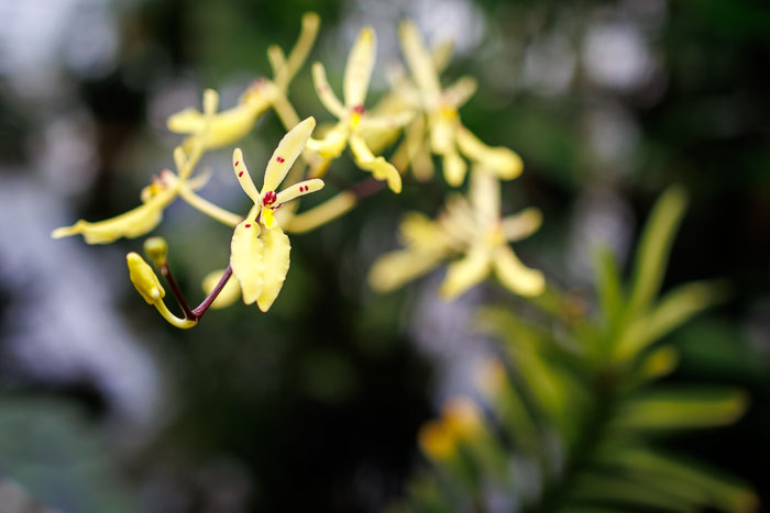 Conservatory of flowers