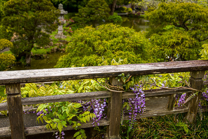 Japanese Tea Garden - Golden Gate Park