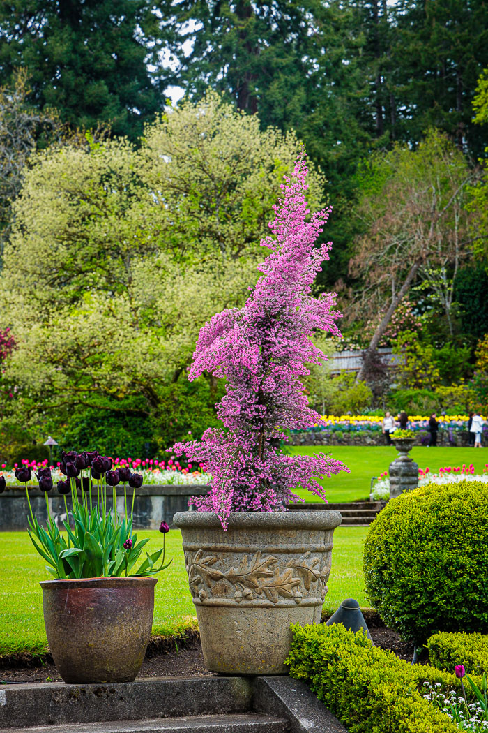 Buchart Gardens