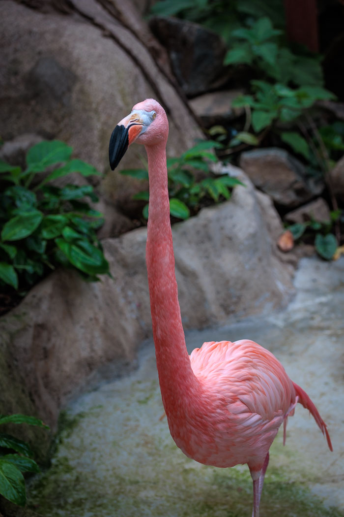 Victoria Butterfly Gardens