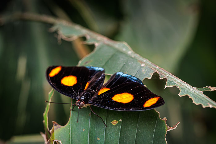 Victoria Butterfly Gardens