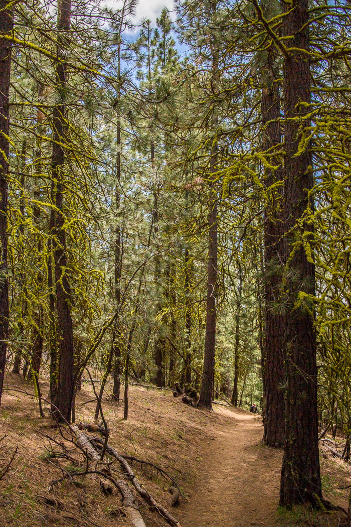 Black Butte Summit hike