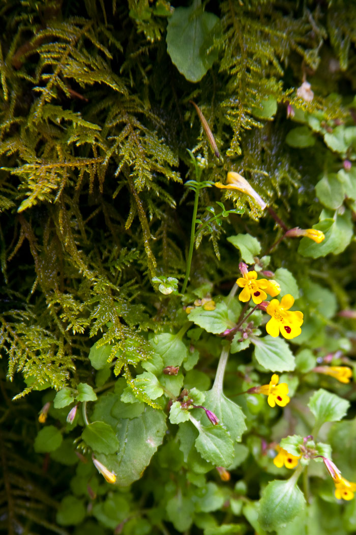 Silver Falls State Park