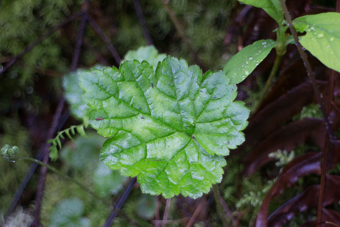 Silver Falls State Park