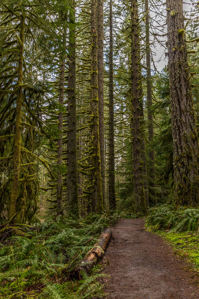 Silver Falls State Park