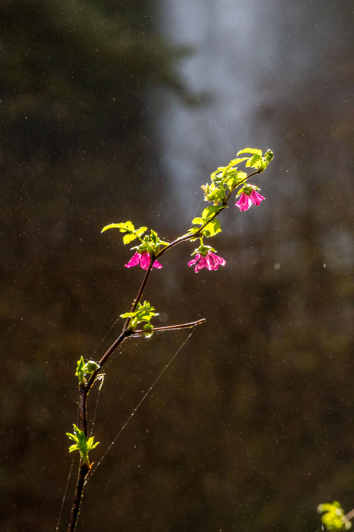 Silver Falls State Park